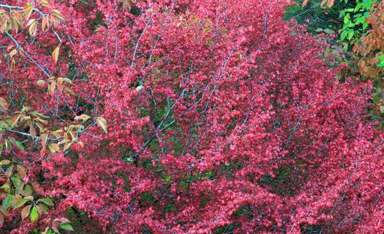 鮮やかに赤く紅葉したニシキギの写真