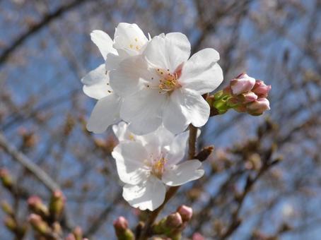 サクラ・桜 クローズアップ サクラ・桜 クローズアップの写真