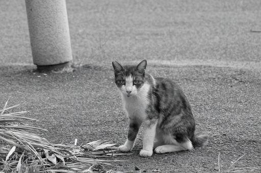 ねこ ねこの写真