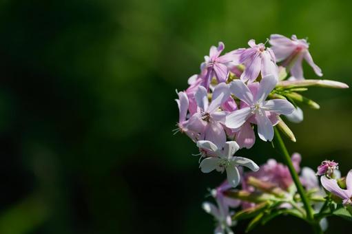 涼やかなシャボンソウの花 涼やかなシャボンソウの花の写真