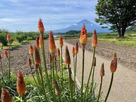 富士山とトリトマ 富士山とトリトマ 富士山,河口湖,空の写真素材