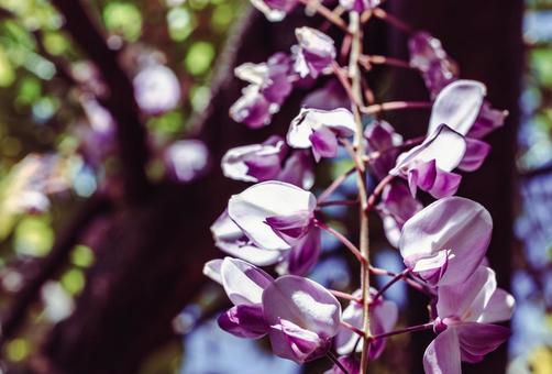 Photo, wisteria of honehata, nagaizumi temple, wisteria trellis, 
