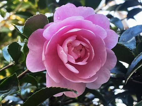 サザンカ 庭木,ピンク色,サザンカの写真素材