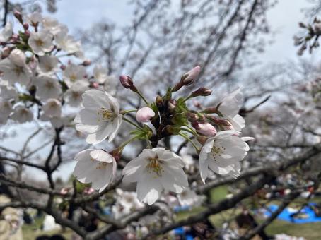 桜 桜の写真