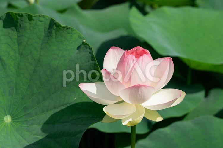 池に浮かぶピンクのハスの花 蓮,蓮の花,睡蓮の写真素材
