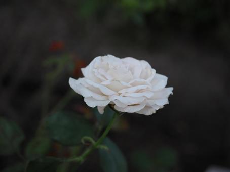 バラ園にて白い薔薇を撮影した写真 バラ園にて白い薔薇を撮影した写真の写真