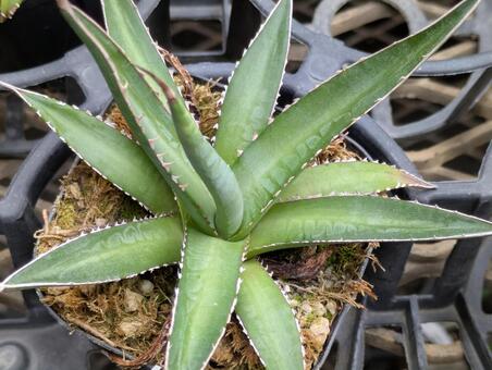 アガベ アガベ,多肉植物,植物の写真素材