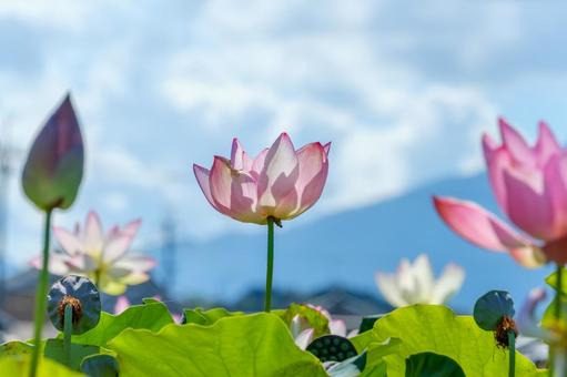 青空と山を背景に咲く蓮の花 青空と山を背景に咲く蓮の花 蓮,花,花びらの写真素材