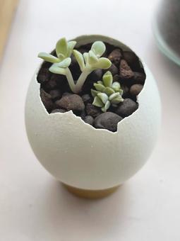 多肉植物 卵の殻の植木鉢 多肉植物 卵の殻の植木鉢 多肉植物,グラパラリーフ,卵の殻の写真素材