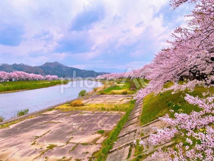 桜並木 桜並木,満開,川の写真素材