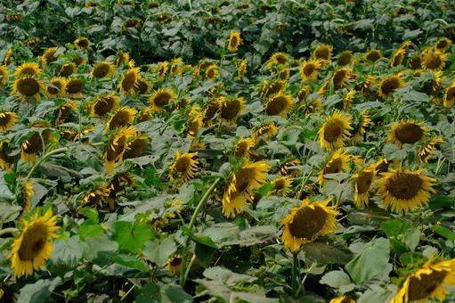 太陽に向かって咲くひまわり 太陽に向かって咲くひまわりの写真