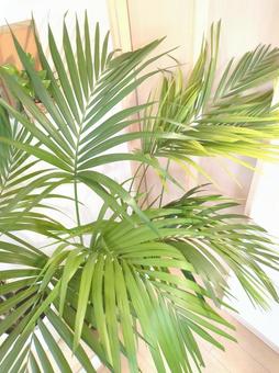 大型観葉植物 ケンチャヤシ 大型観葉植物 ケンチャヤシ 大型観葉植物,ケンチャヤシ,ヤシの木の写真素材