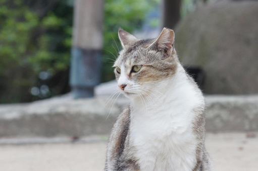 cat, JPG