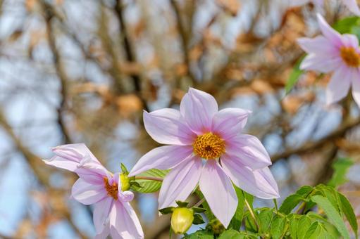 青空に映える皇帝ダリアの花 青空に映える皇帝ダリアの花 皇帝ダリア,花,花びらの写真素材