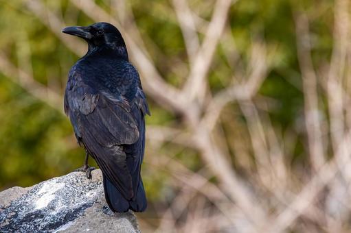 Photo, crow, dark, black bird, 