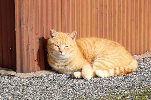 座ってひなたぼっこする茶白トラ猫 座ってひなたぼっこする茶白トラ猫の写真