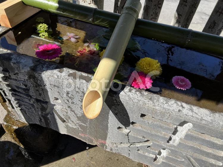 カラフルな花を散らした神社の花手水 花手水,手水,手水舎の写真素材