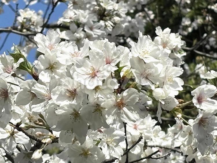 桜の花（ソメイヨシノ） 桜,さくら,サクラの写真素材