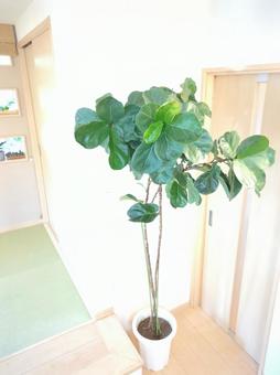 大型観葉植物 カシワバゴムバンビーノ 大型観葉植物 カシワバゴムバンビーノ 大型観葉植物,観葉植物,フィカスの写真素材