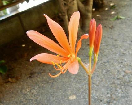 【花の写真】庭に咲くキツネノカミソリ 【花の写真】庭に咲くキツネノカミソリの写真
