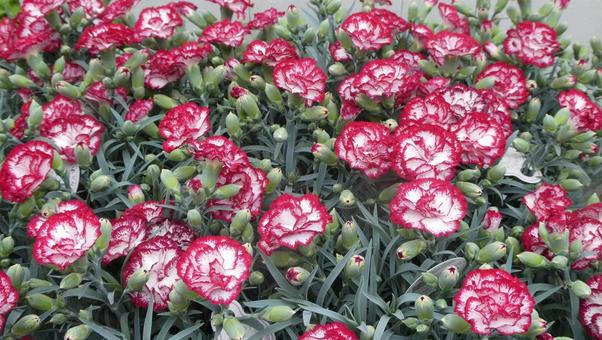 カーネーションの花 リトルウィッチ カーネーションの花 リトルウィッチ の写真