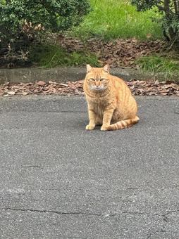 にゃん にゃんの写真