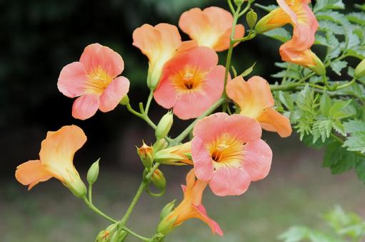 ノウゼンカズラ・凌霄花 ノウゼンカズラ・凌霄花の写真