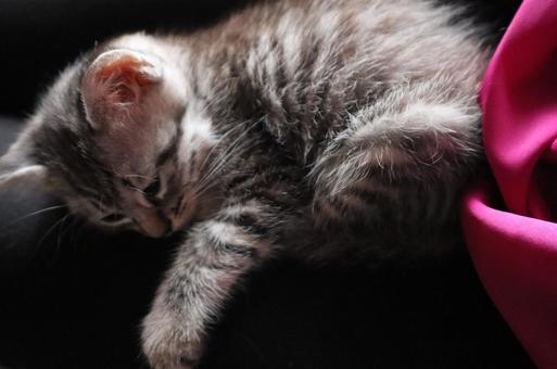 Kitten tired from playing, JPG Kitten tired from playing, JPG
