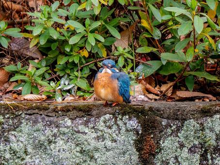 岩場のカワセミ 岩場のカワセミの写真