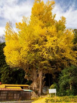 丸森の大銀杏⑴ イチョウ,黄葉,秋の写真素材