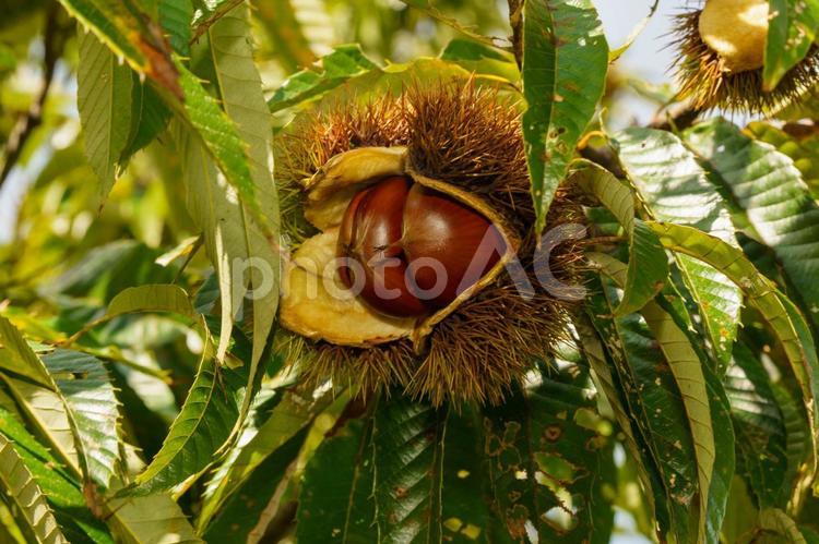 秋の味覚である木に実った栗の実 秋,栗,秋の味覚の写真素材