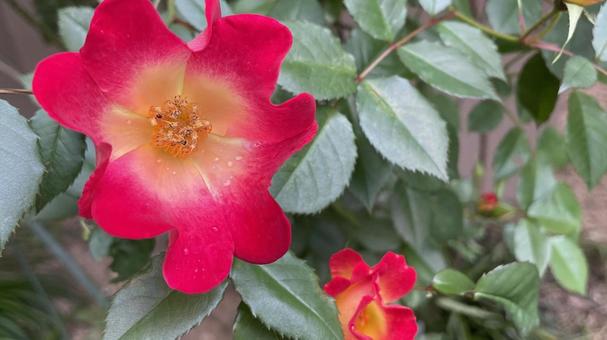 赤い花が咲いた 赤い花が咲いたの写真