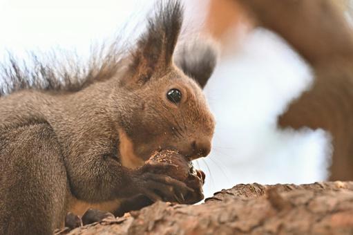 リス エゾリス,哺乳類,野生の写真素材