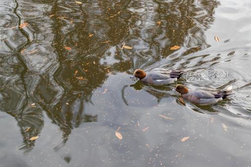 水面を泳ぐ二羽のヒドリガモ 水面を泳ぐ二羽のヒドリガモの写真