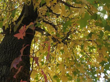 もみじ もみじ もみじ,紅葉,木の写真素材