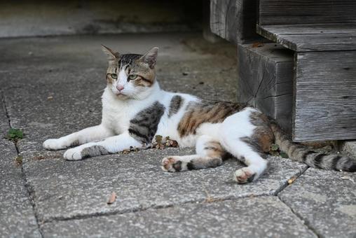 京都浄瑠璃寺のにゃんこ 京都浄瑠璃寺のにゃんこ 猫,野良猫,三毛猫の写真素材