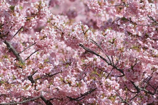 Kawazu cherry blossoms, JPG