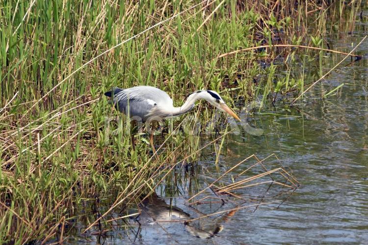 魚を狙うアオサギ 動物,鳥,野鳥の写真素材