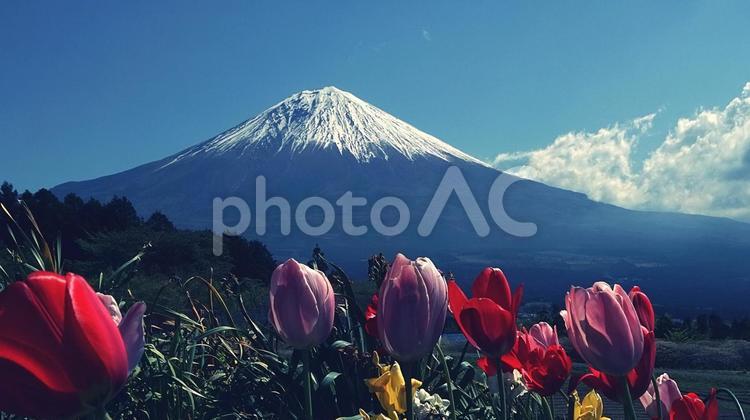 チューリップと富士山 富士山,チューリップ,花の写真素材