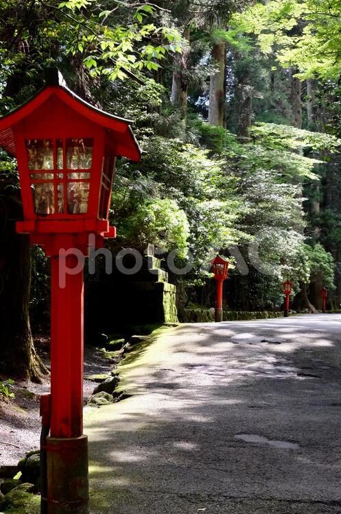 箱根神社の参道１ 参道,木々,木漏れ日の写真素材