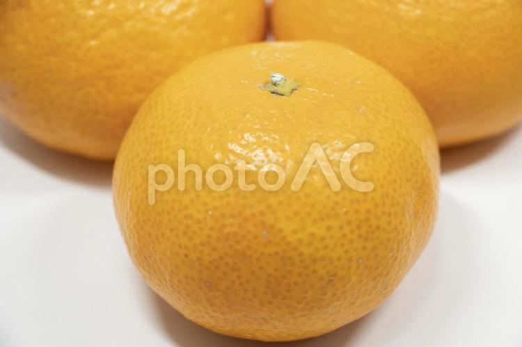 神宗みかん 神宗みかん,みかん,果物の写真素材