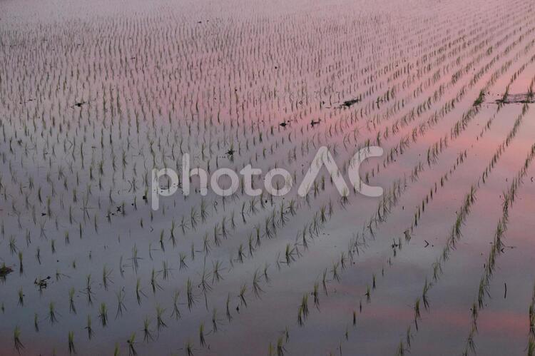 田園に映る夕焼け3 たんぼ,田園,田んぼの写真素材