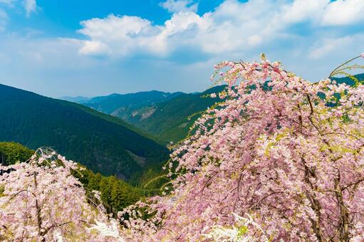奈良 高見の郷の桜7 奈良 高見の郷の桜7の写真