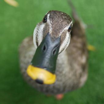 カメラ目線のカルガモ：「どうする？」の写真