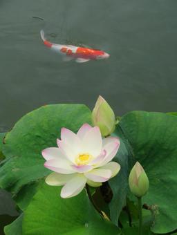 蓮の花(舞妃蓮)と1匹の色鯉(赤白) 蓮の花(舞妃蓮)と1匹の色鯉(赤白)の写真