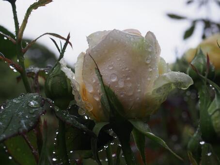雨 雨の写真