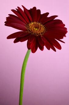 ガーベラ ガーベラの写真