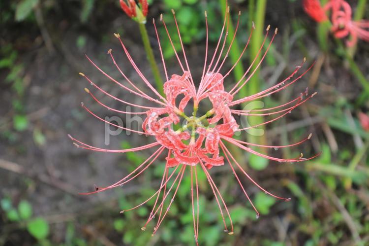 曼殊沙華 マンジュシャゲ,彼岸花,秋の写真素材