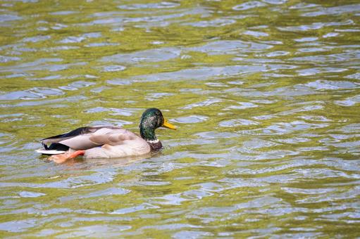 マガモ⑽ マガモ⑽の写真
