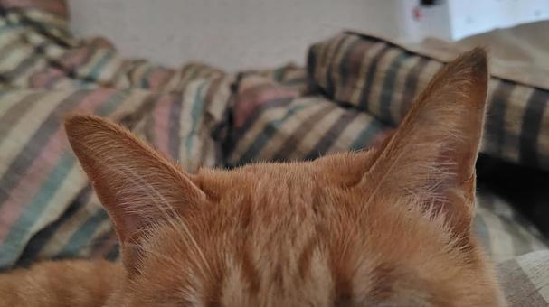 茶トラの耳 猫,cat,茶トラの写真素材